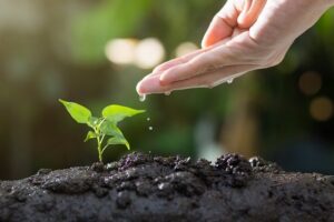 Gardening in Summar